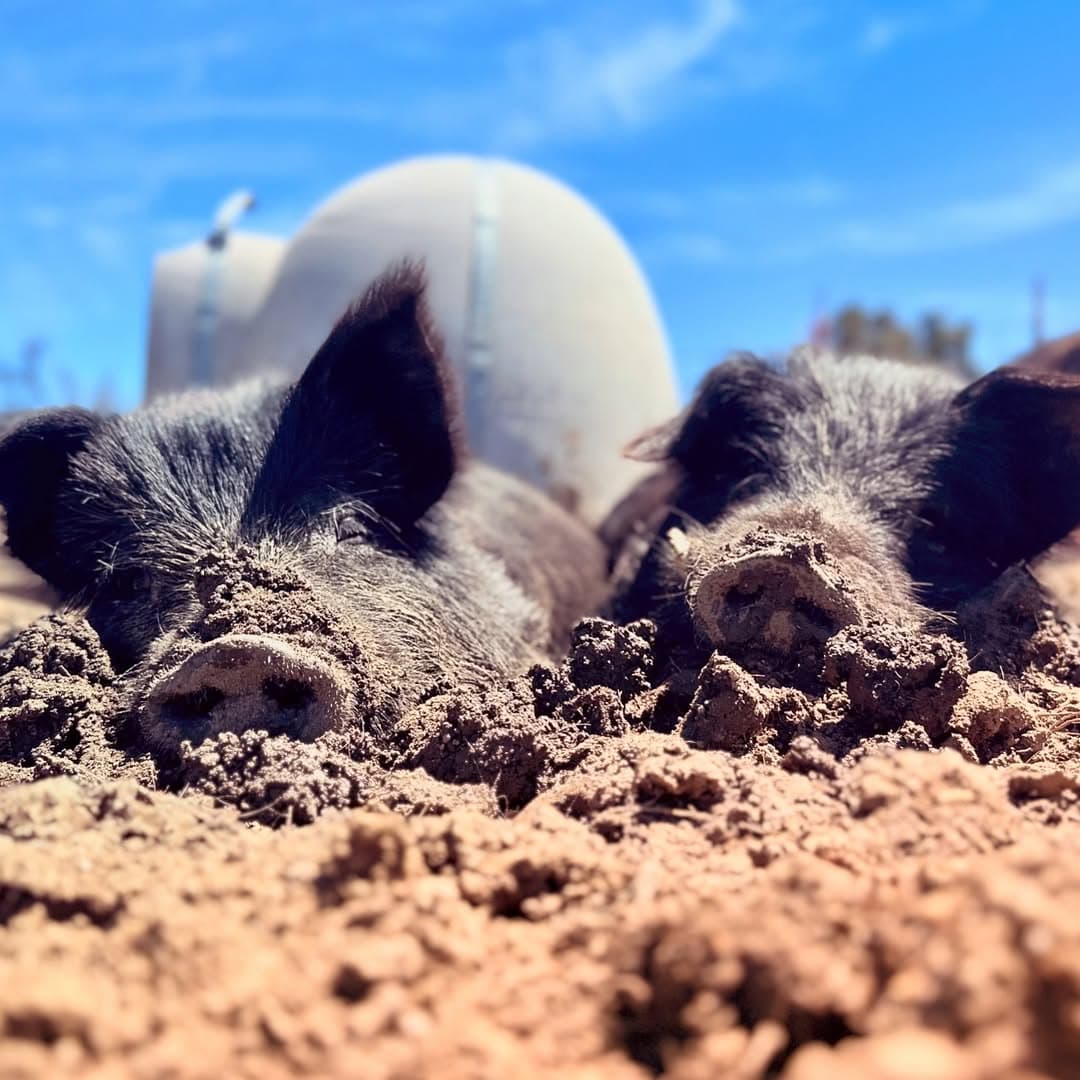 Tashi & Hiro the Pig