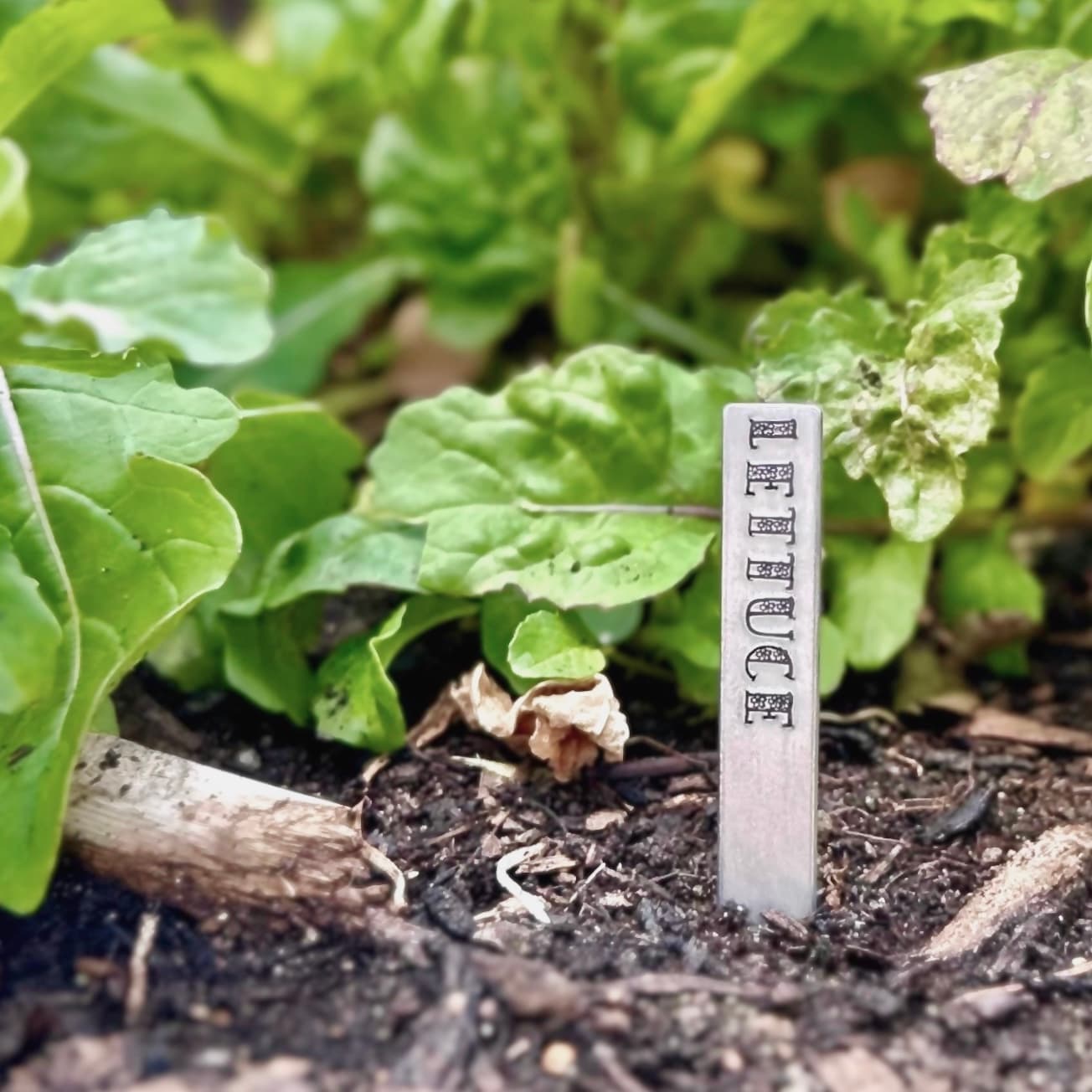 "Give Peas A Chance" Garden Art โ photo 3