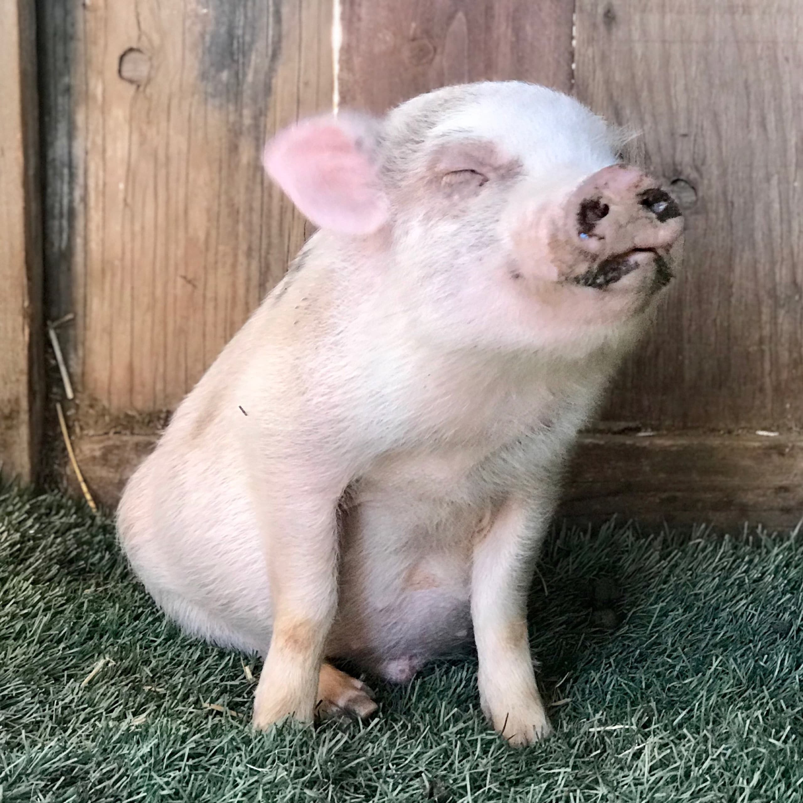 Christopher — Ambassador Soap Bars