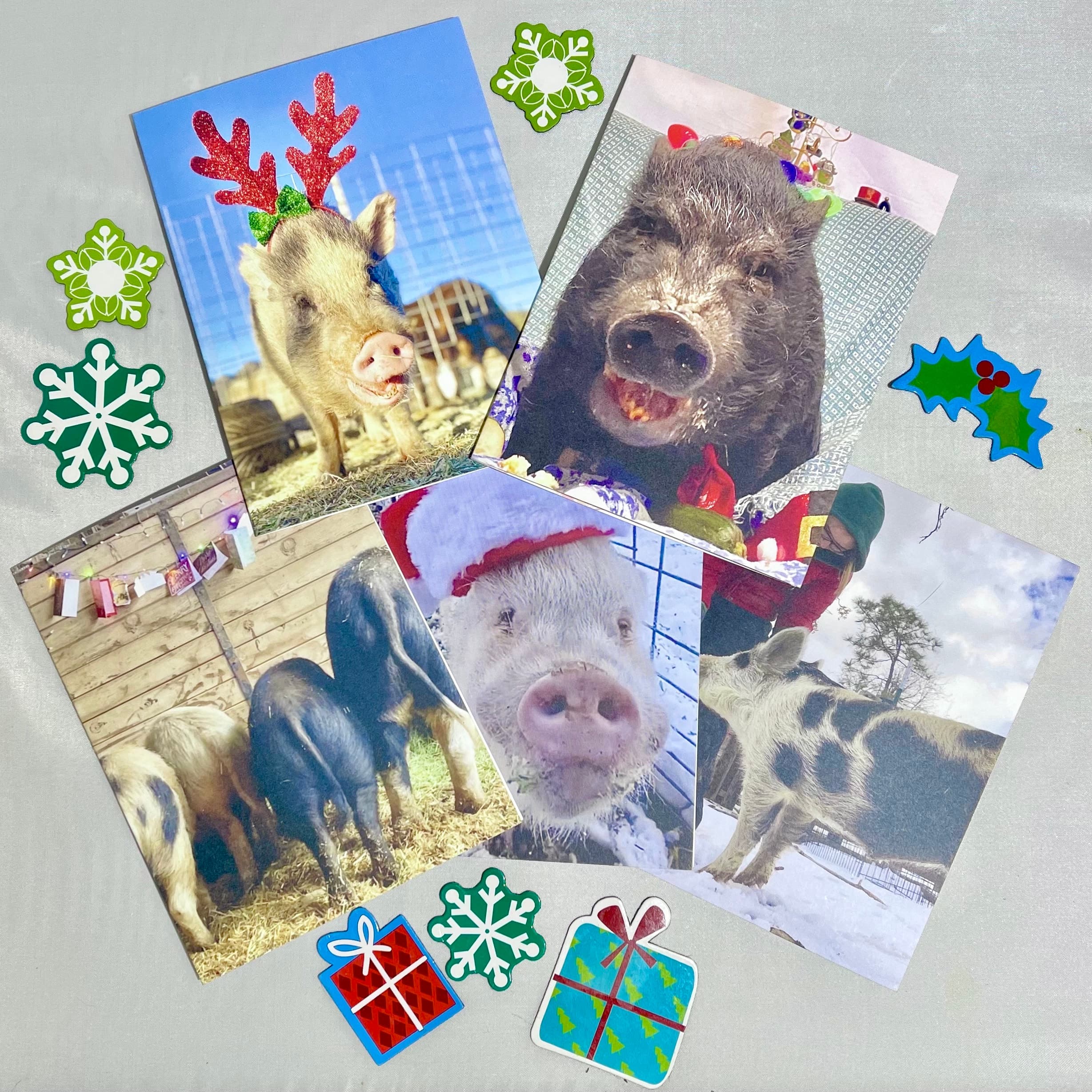 Funny Pigs Christmas Cards โ Photo Buttons & Souvenirs