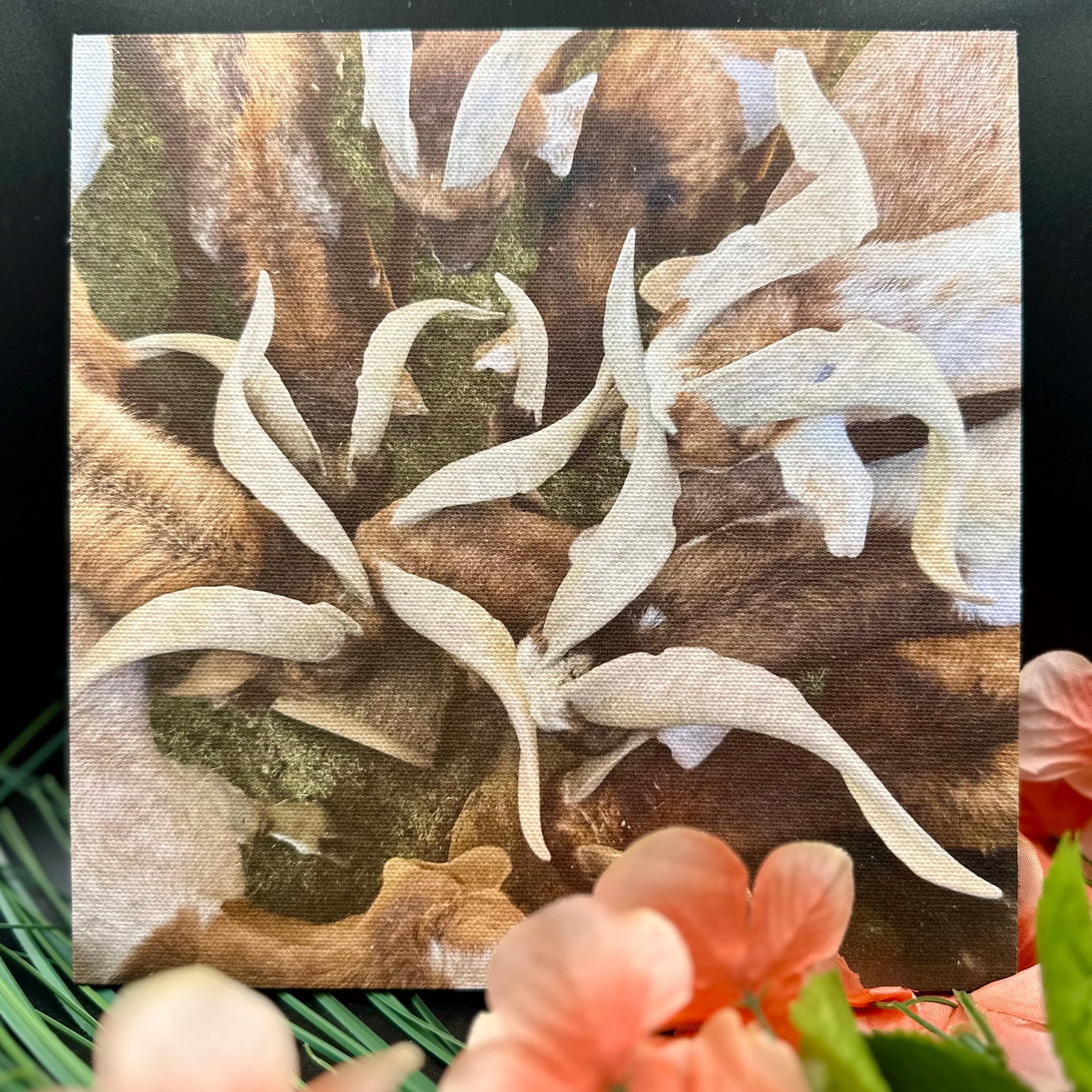 Family Of Horns โ Photo Buttons & Souvenirs