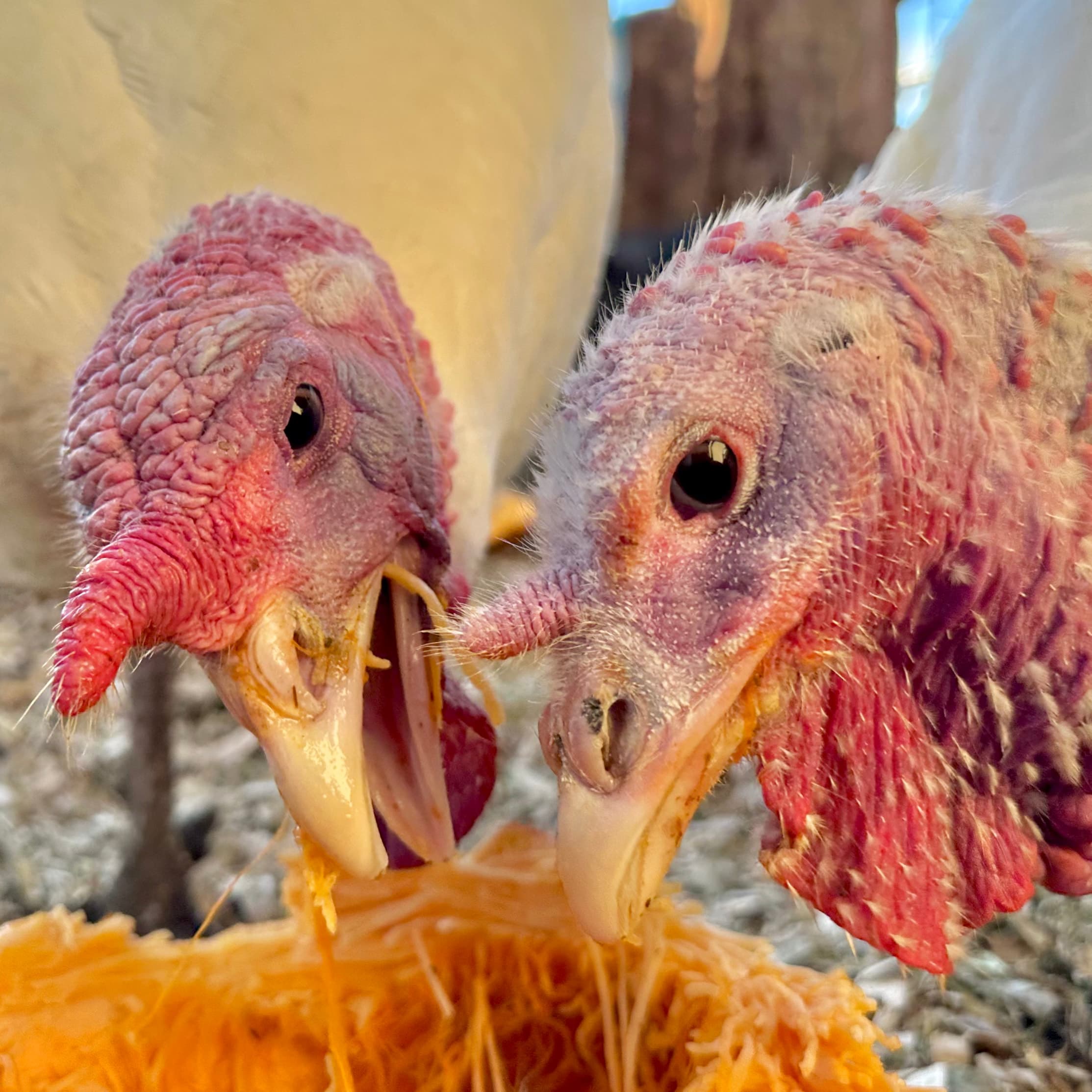 Esperanzo & Liberty โ Photo Buttons & Souvenirs