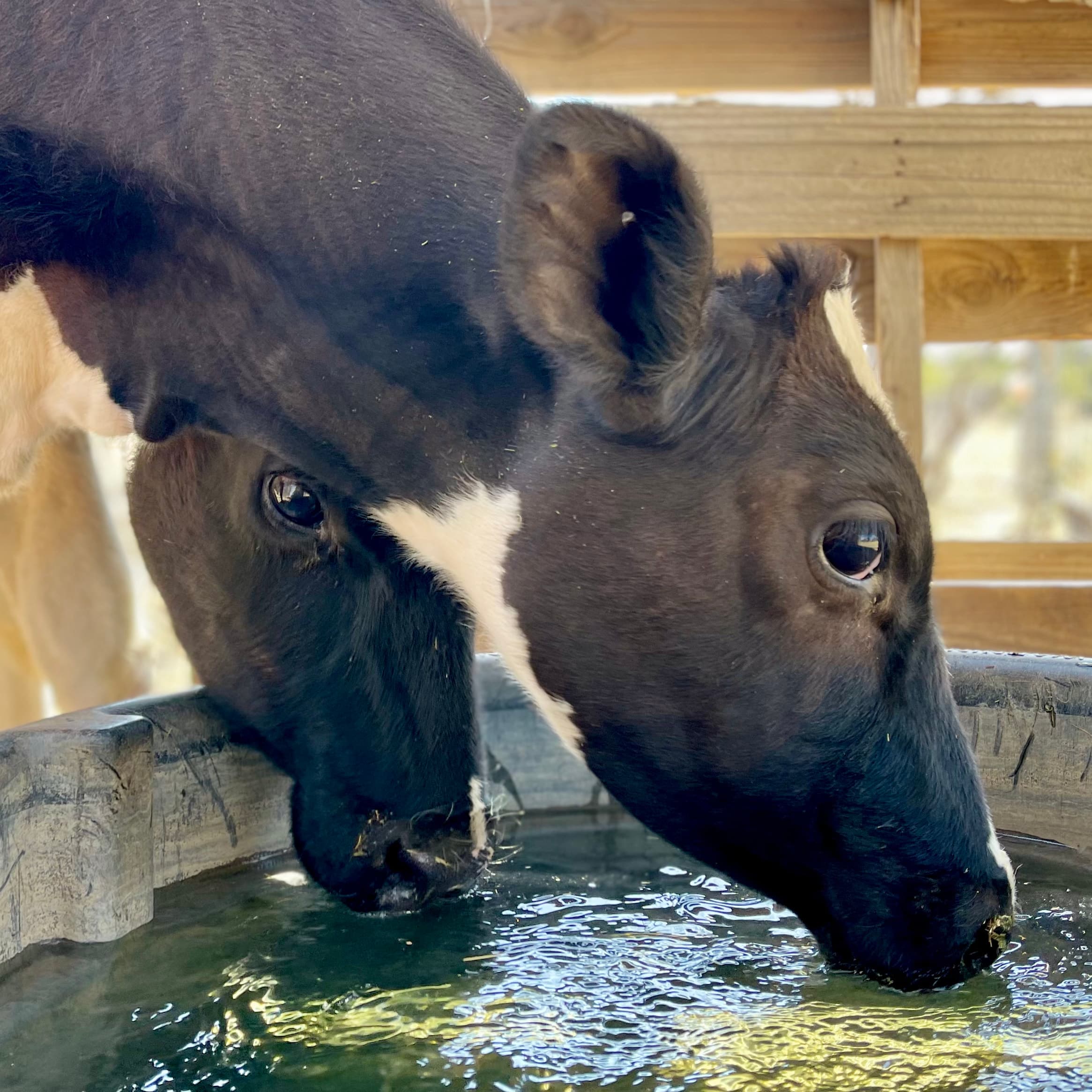 Chloe & Jaci โ Photo Buttons & Souvenirs